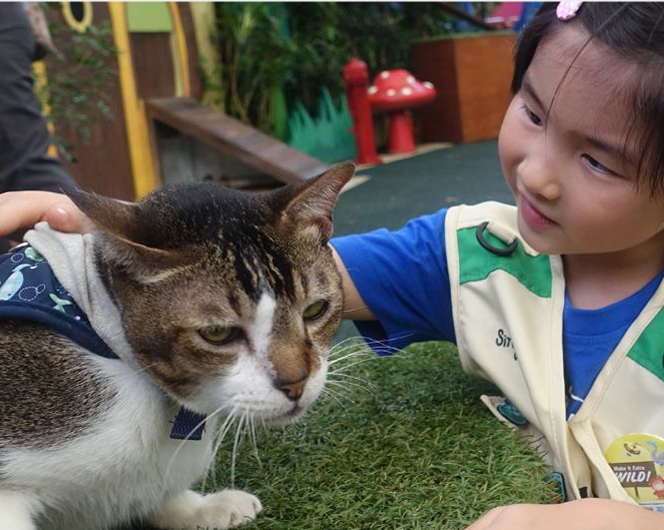 A young girl gently pets a white and brown cat sitting on artificial grass. The girl is smiling and wearing a blue shirt and beige vest. The background includes greenery and a red mushroom decoration.